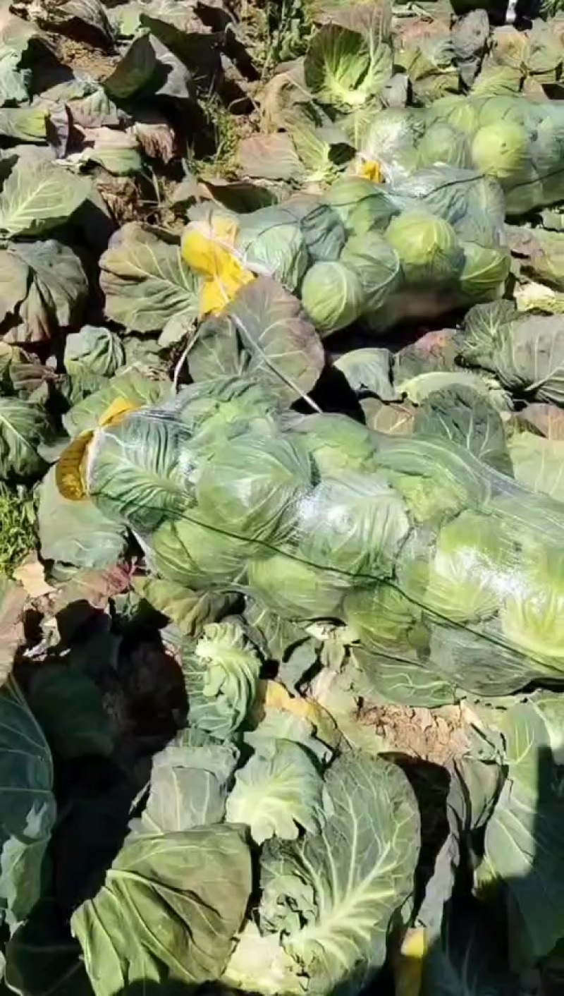 甘蓝精品甘蓝