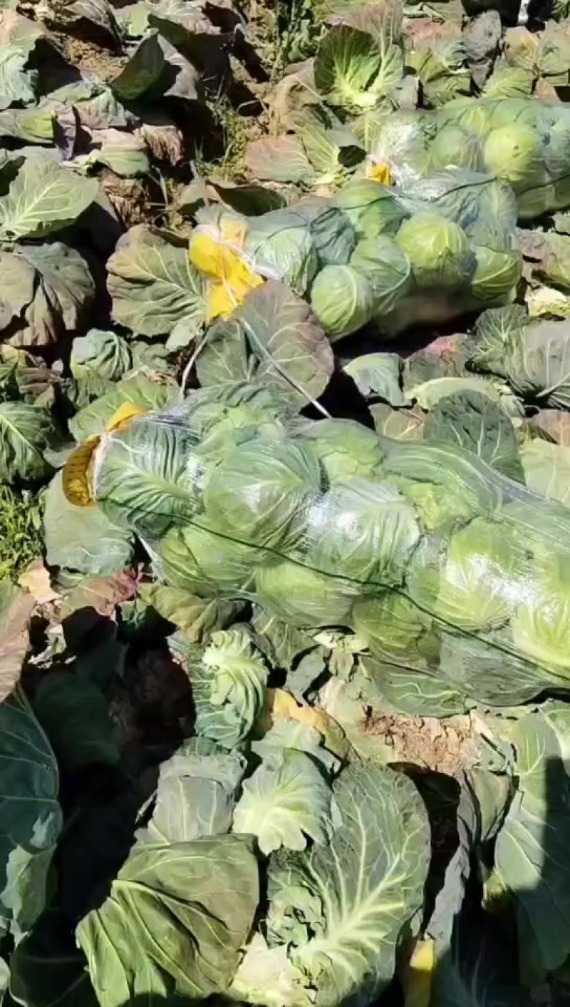 甘蓝精品甘蓝