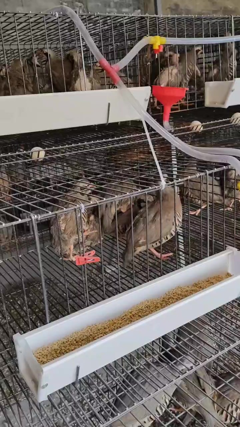 鹧鸪