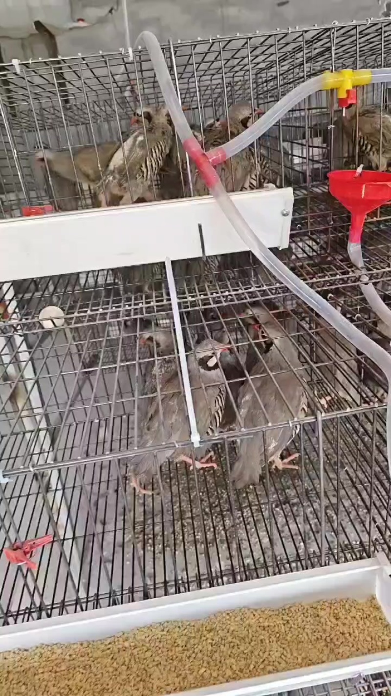 鹧鸪