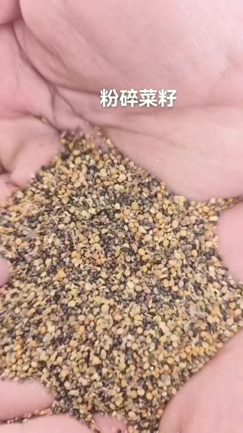 粉碎菜籽大量供应