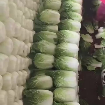 精品黄心白菜