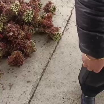 香椿