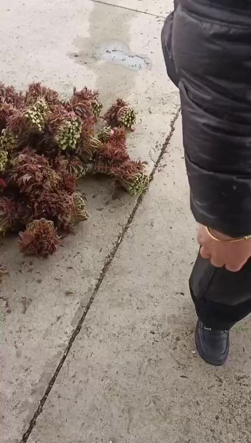 香椿