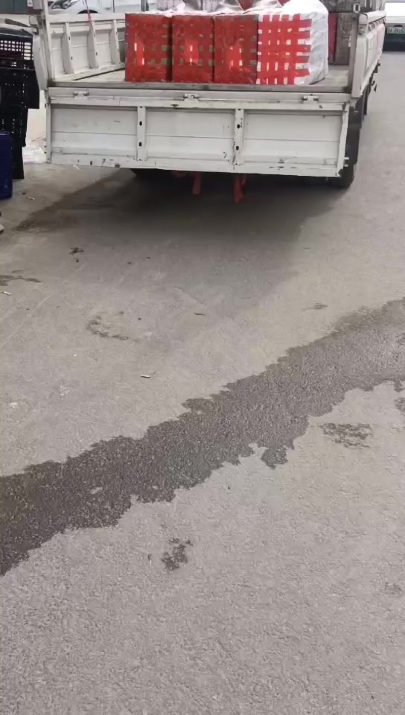 香椿