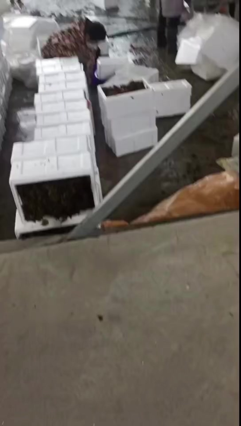 香椿