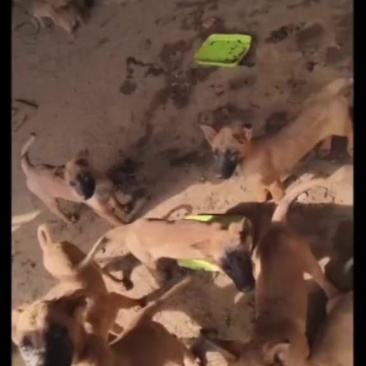 马犬七只，公母都有，疫苗齐全，已经三个月了。