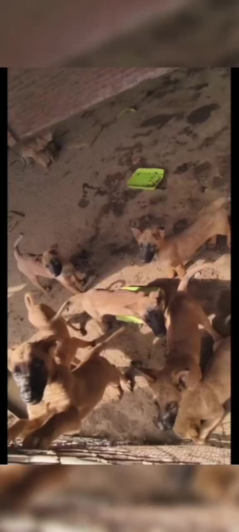 马犬七只，公母都有，疫苗齐全，已经三个月了。