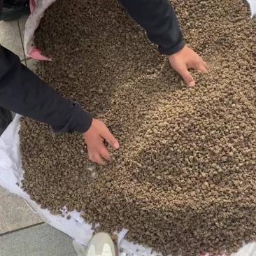 湖南纯野生猫爪草