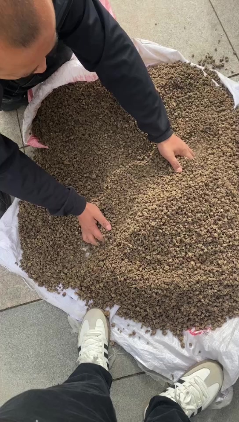 湖南纯野生猫爪草