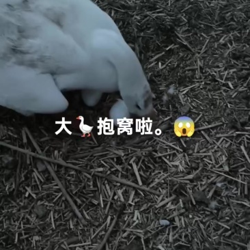 种蛋