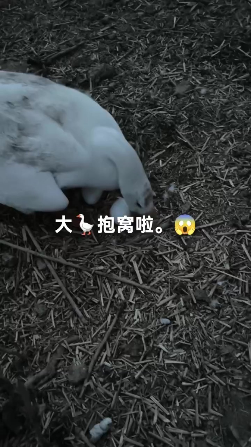 种蛋