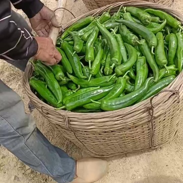 青椒，1000斤以上