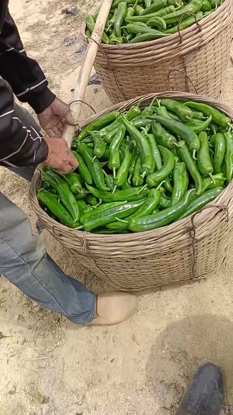 青椒，1000斤以上