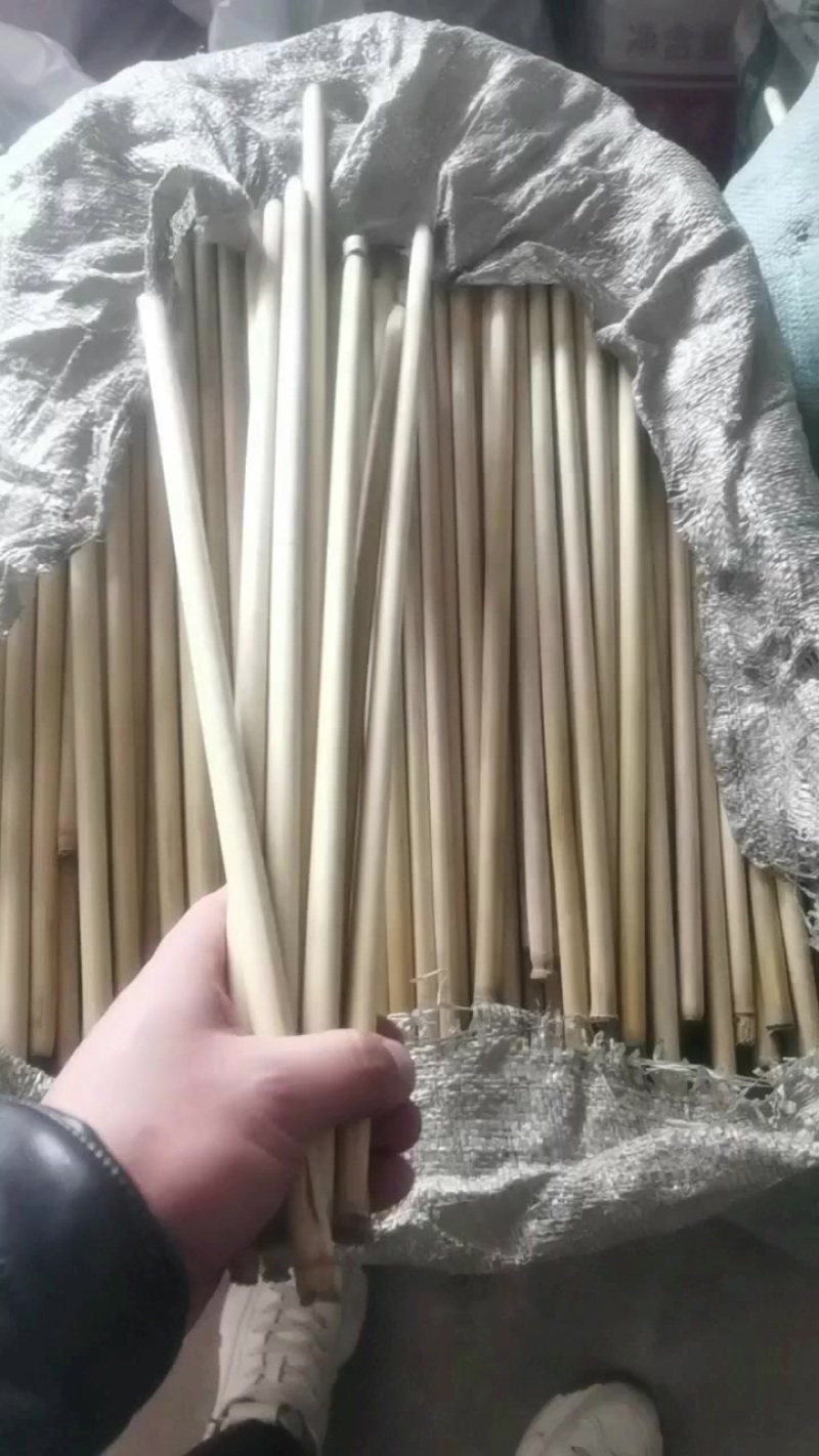 芦苇