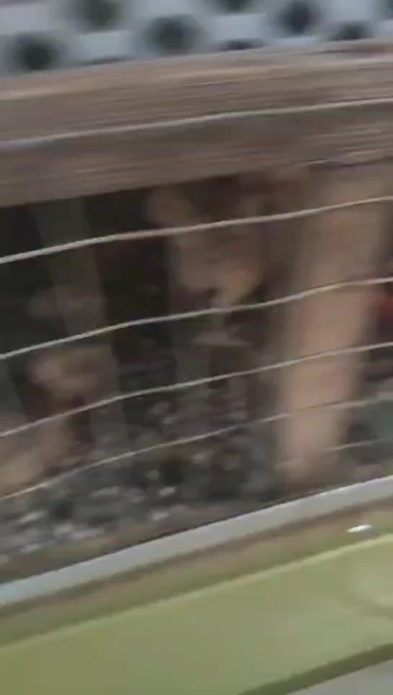 青脚麻苗，大红窑鸡苗
