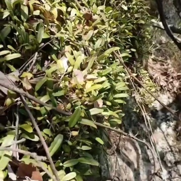 江西石仙桃