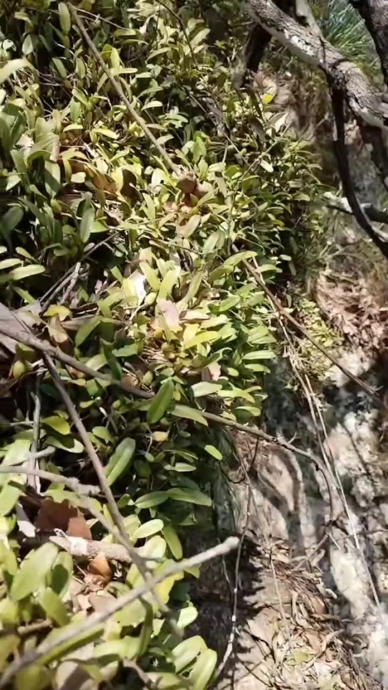 江西石仙桃