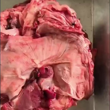 护心肉