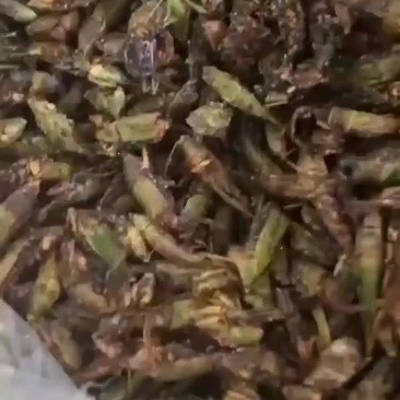 禾虫