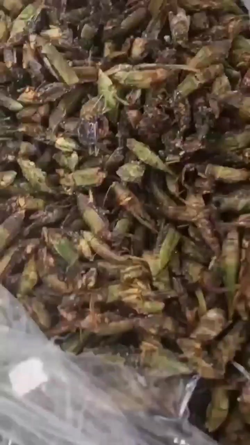 禾虫