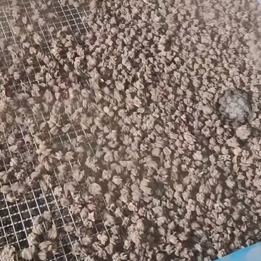 猫爪草、量大价优