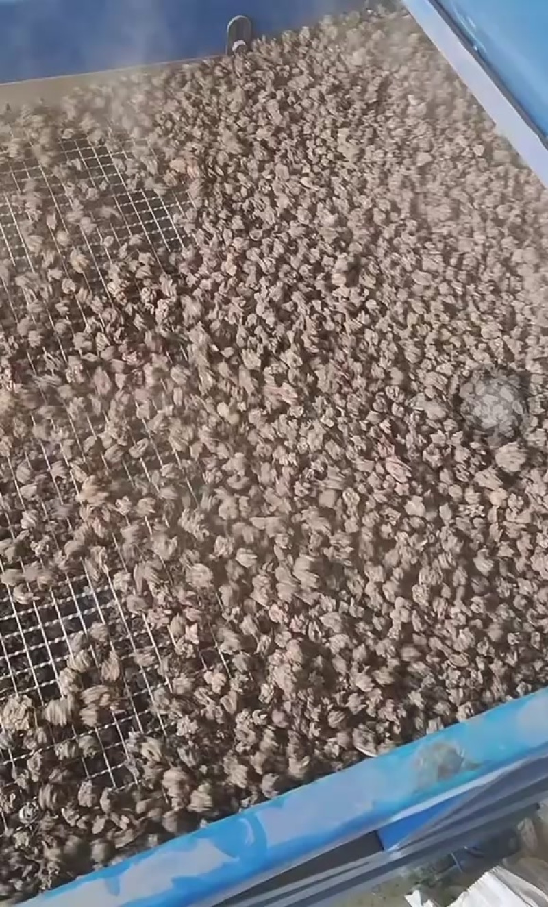 猫爪草、量大价优