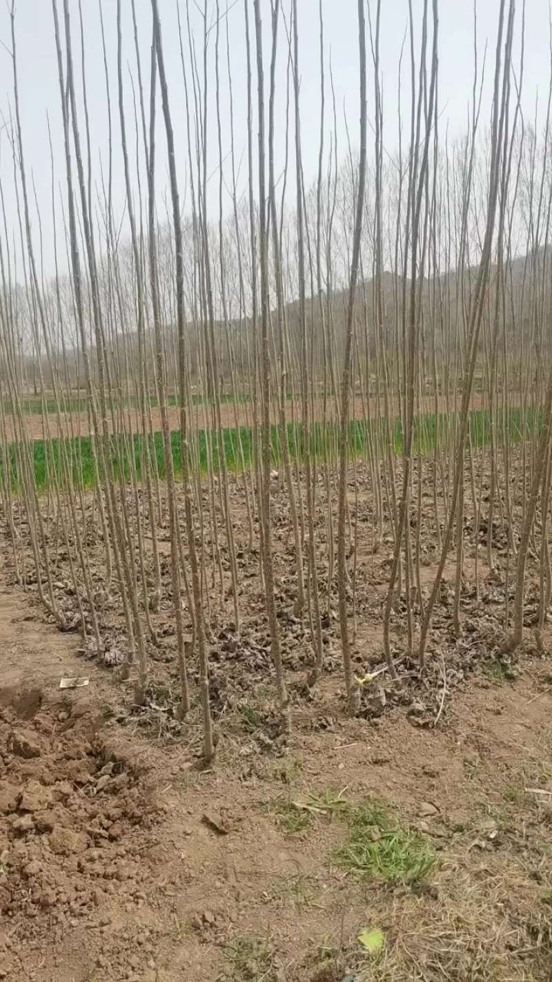 白杨树树苗
