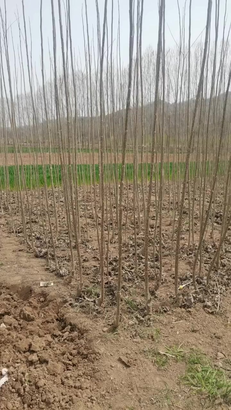 白杨树树苗