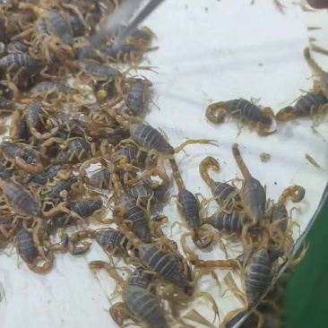 种蝎苗