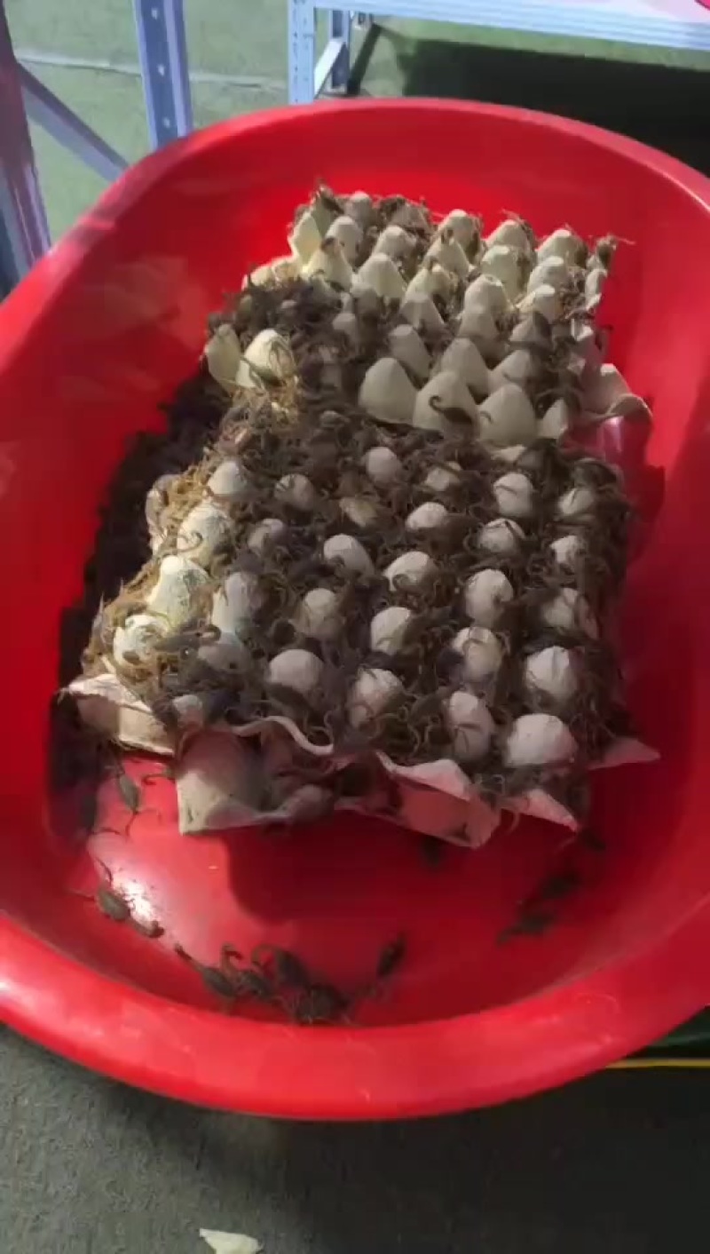 种蝎苗