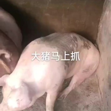 地地道道，农村土猪肉，玉米面喂大的，最少11个月出栏的呢