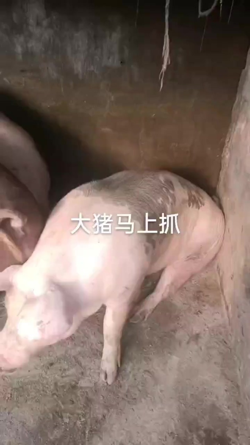 地地道道，农村土猪肉，玉米面喂大的，最少11个月出栏的呢