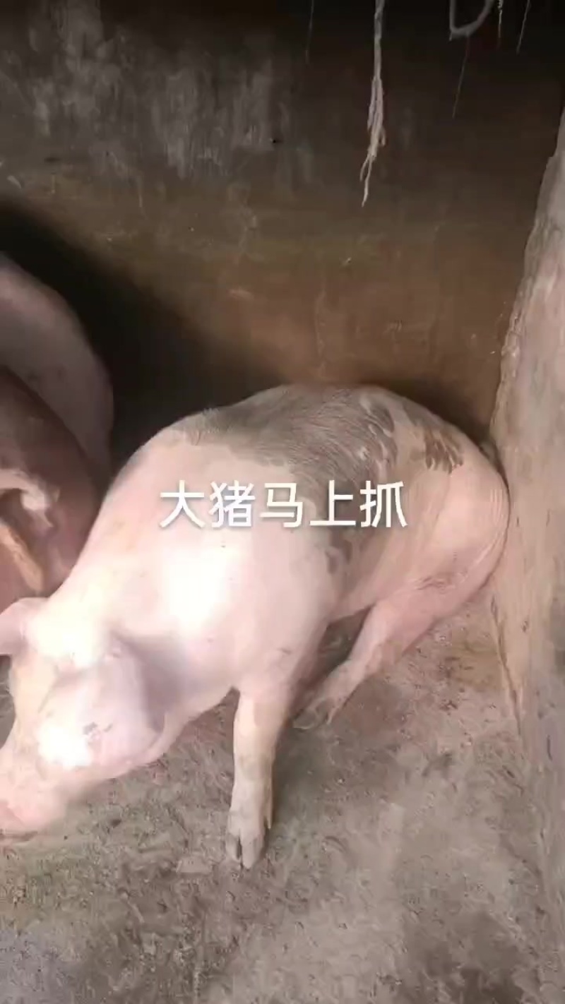 地地道道，农村土猪肉，玉米面喂大的，最少11个月出栏的呢