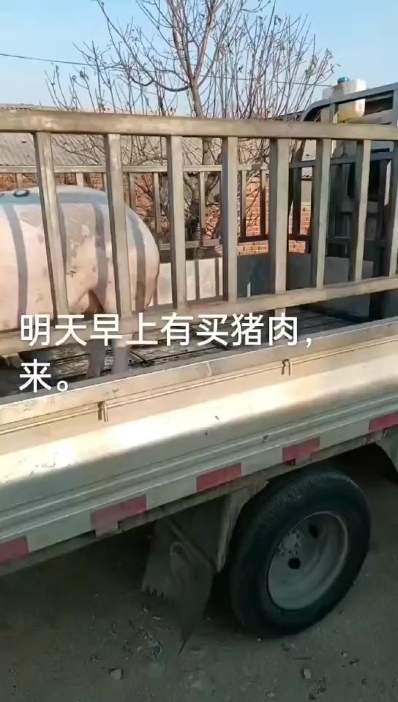 地地道道，农村土猪肉，玉米面喂大的，最少11个月出栏的呢