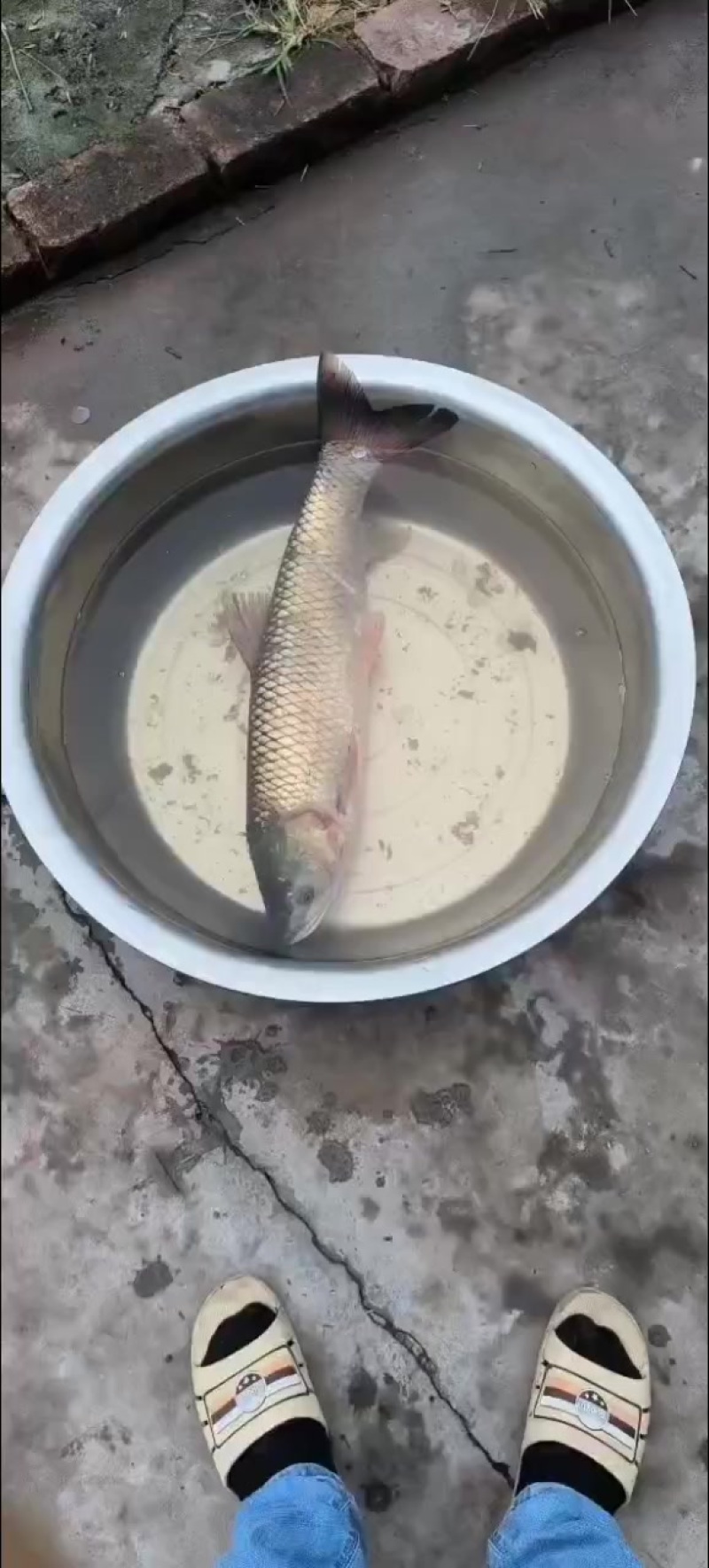 4—6斤的草鱼