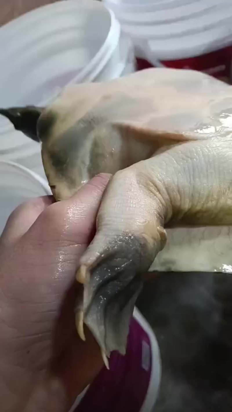 溪流甲鱼