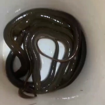 黄鳝出售。数量不多，大小都有，江苏附近免费送货