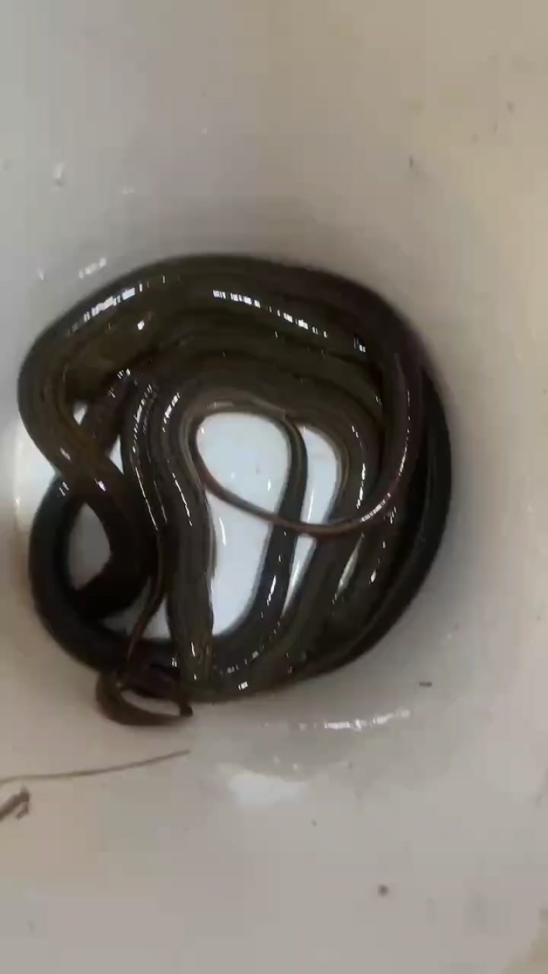 黄鳝出售。数量不多，大小都有，江苏附近免费送货