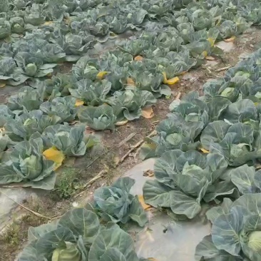 铁头京包菜，价格便宜货又好，需要的老板联系微信详谈