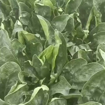 新鲜波菜