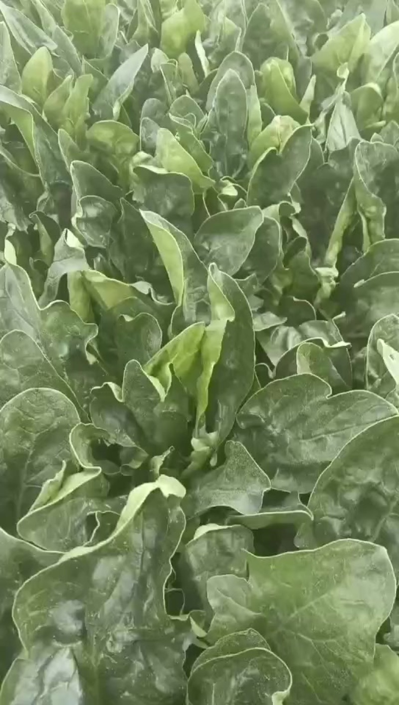 新鲜波菜