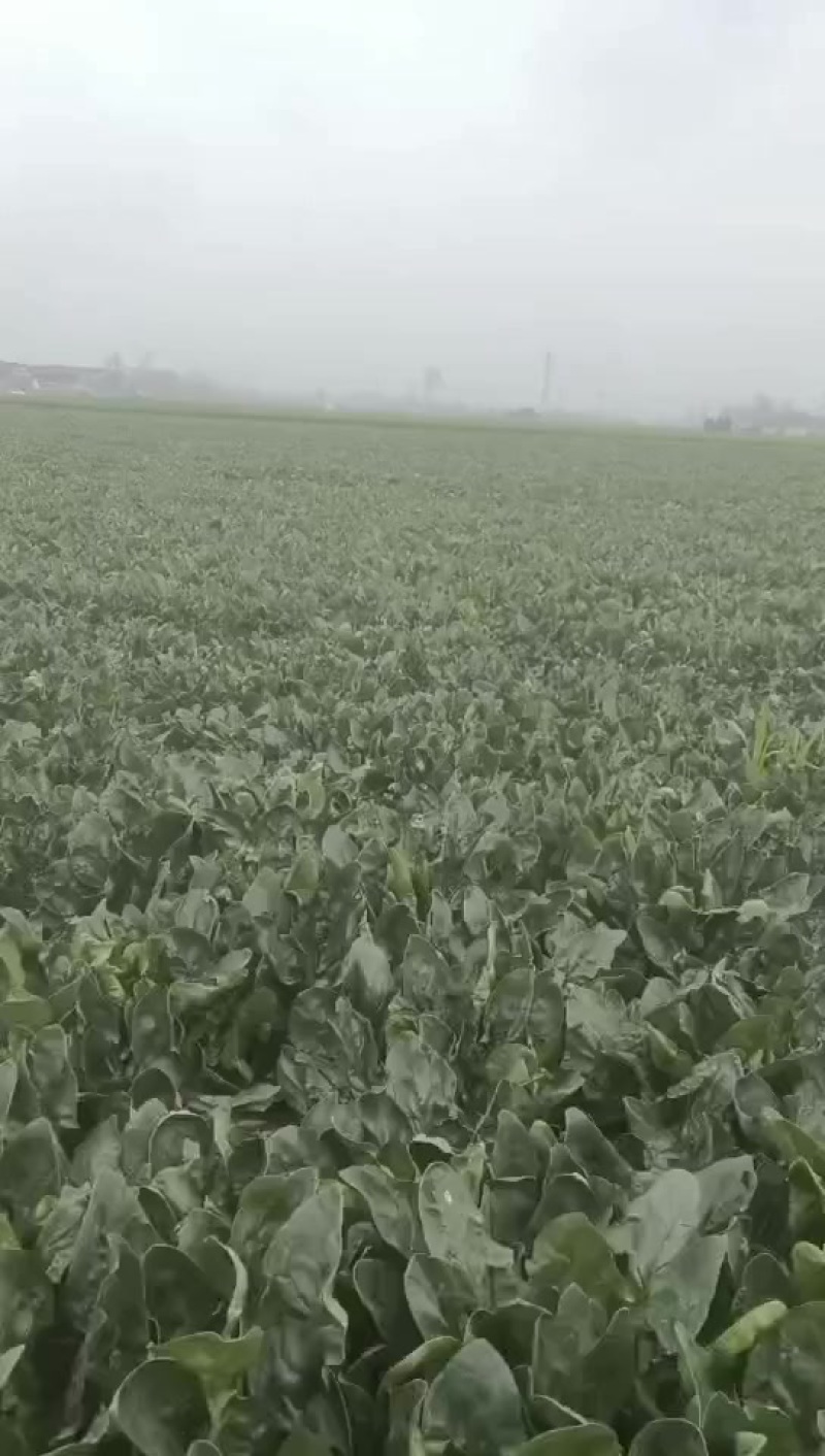 新鲜波菜