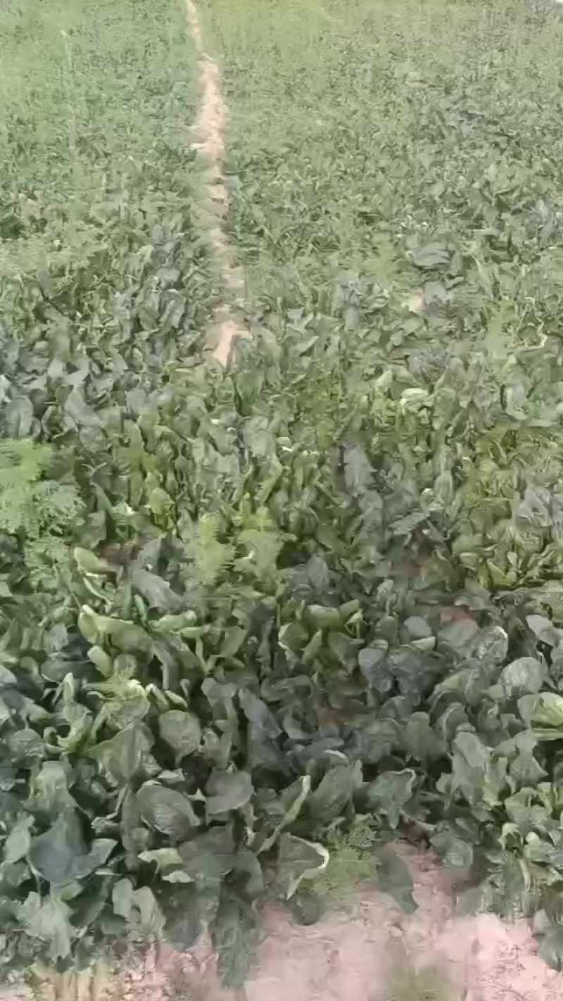 新鲜波菜