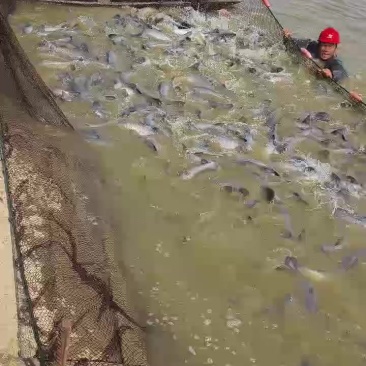 精品青鱼