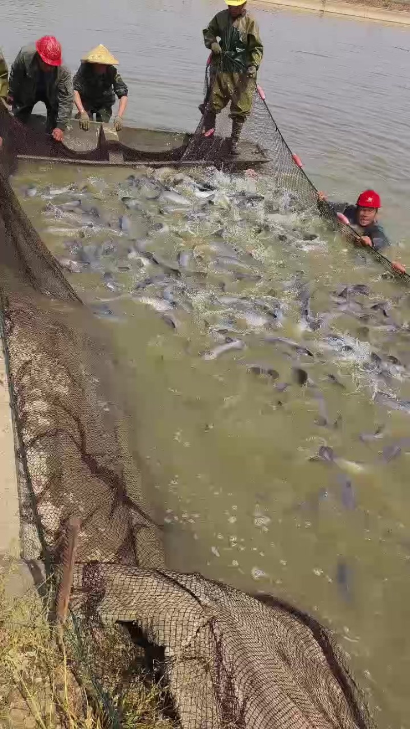 精品青鱼