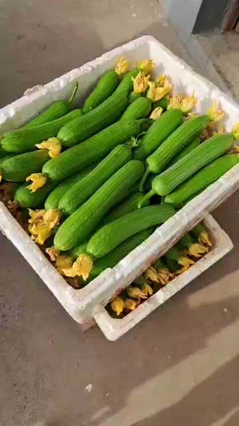 各种甜瓜水果代办