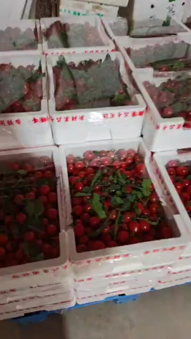各种甜瓜水果代办