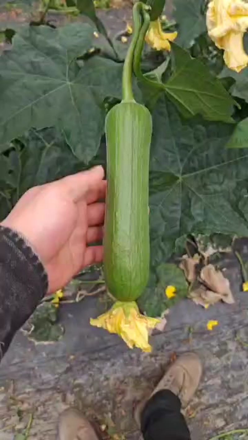 各种甜瓜水果代办
