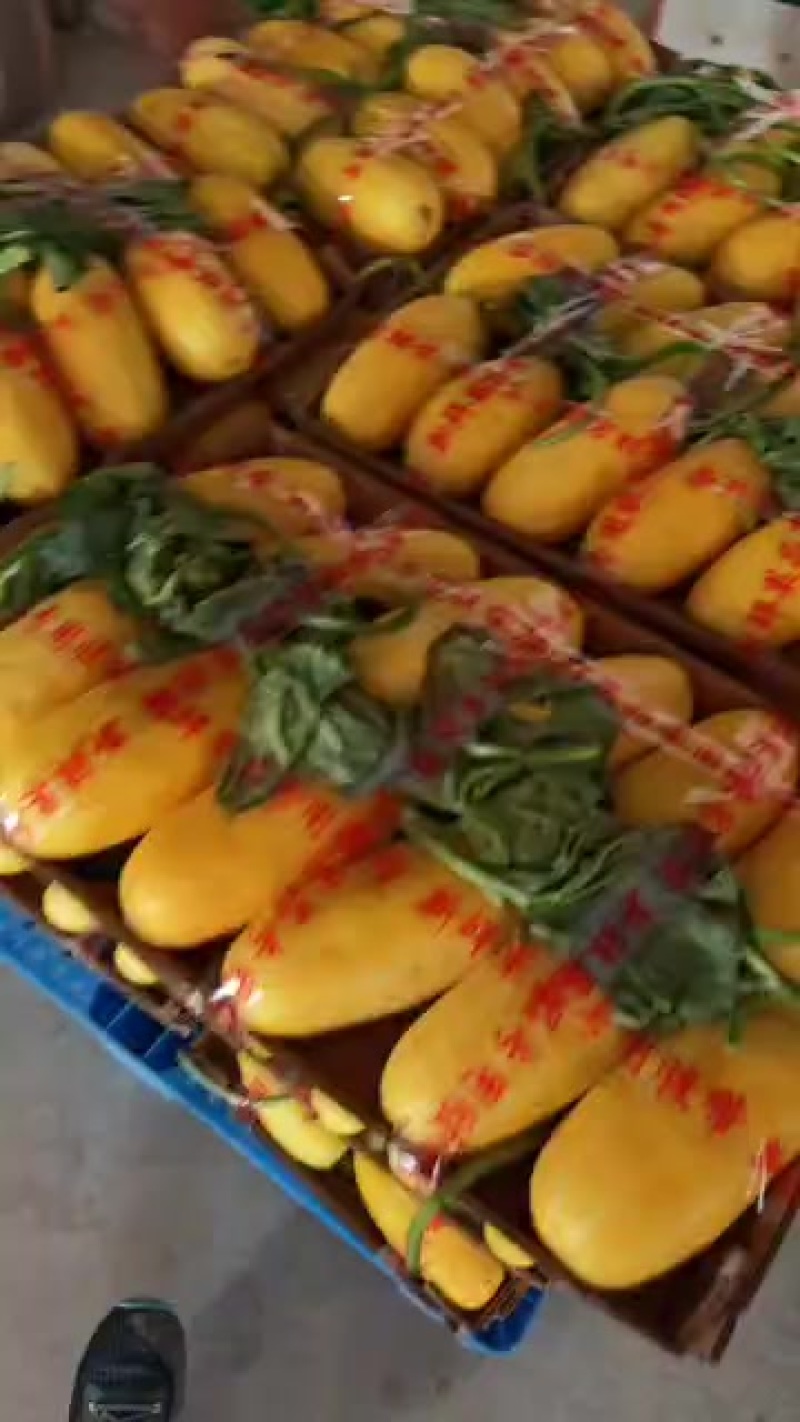 各种甜瓜水果代办
